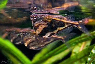 Carnegiella strigata.webp