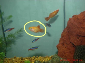 Fish forums 1.webp