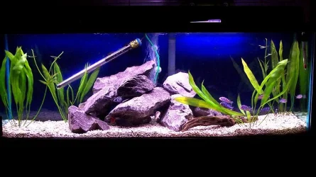 45gallon_demasoni_march20.webp
