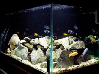 55gallon_mbuna_march20.webp