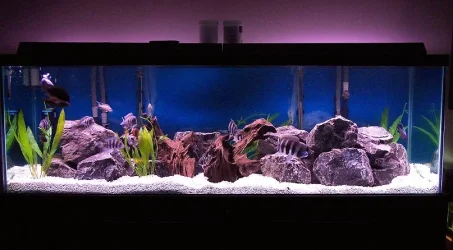 180gallon_march20_1.webp