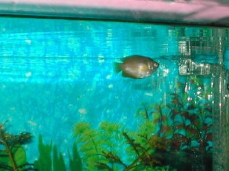 Female_Dwarf_Gourami_4.jpg