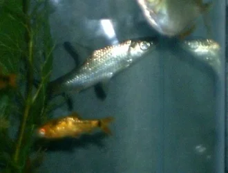 fishpics_034.webp