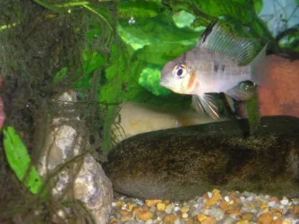 Andrews_tank_014.webp