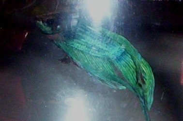 100_1008.JPG