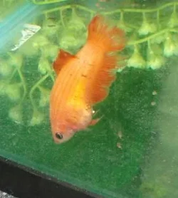 gbetta2.webp
