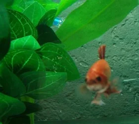 gbetta3.webp