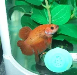 gbetta4.webp