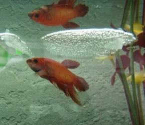 gbetta7.webp