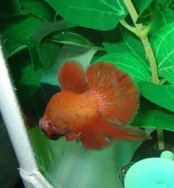 gbetta8.webp