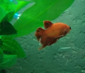 gbetta6.webp