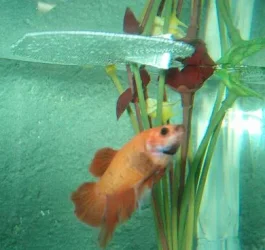 gbetta5.webp