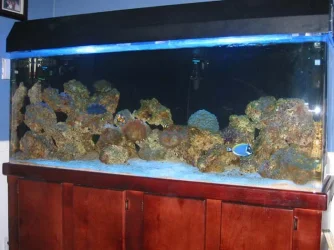 tank_31.webp