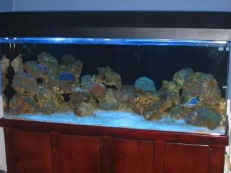 Tank_32.webp