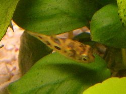 puffer_close_top.jpg