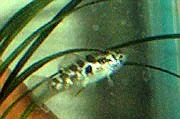 mysteryfish3.webp