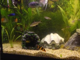 Fish_001__4_.jpg