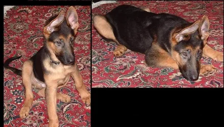 puppy.webp