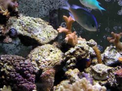 pink_acro__green_chromis.jpg