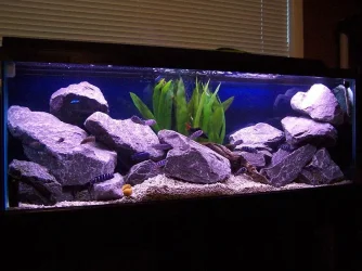 45gallon_march28_1.webp
