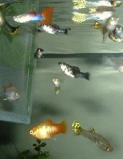 Fish_Group.webp