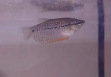 Peal_Gourami.webp