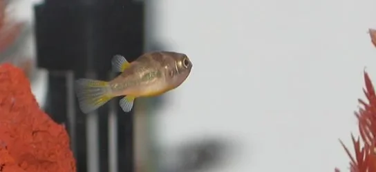 lone_puffer.webp