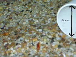 SmallestPlaty.jpg