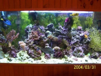 stb2.webp