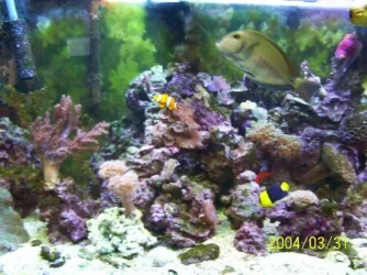 stb3.webp