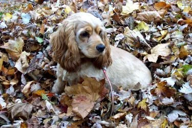 Maddie_leaves.webp