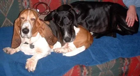 belleandbaxterasleep.webp
