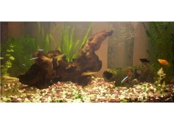 Fish.webp