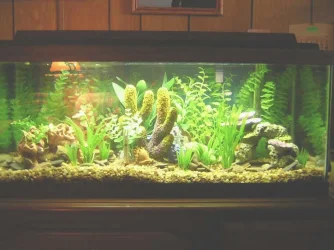 my_tank_rene_biger1.webp