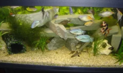 fish_057.webp