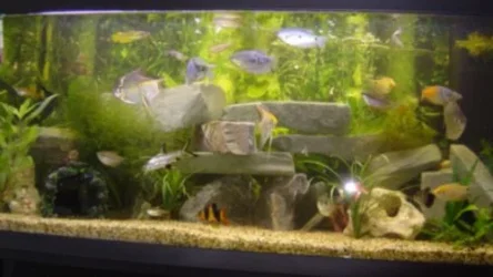 fish_056.webp