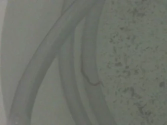 fish_snake.webp