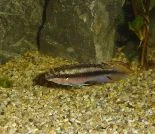 fish_055.webp