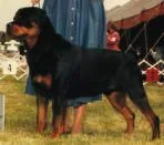 rottweiler.webp