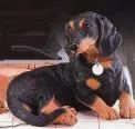 daschund_the_betta_1.webp