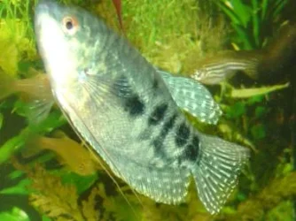 Opaline_Gourami4.webp