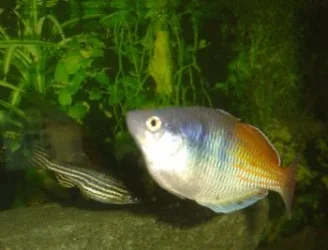 fish_059.webp