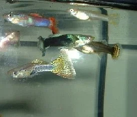 Guppies2.webp