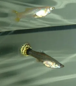 Female_Guppies.webp