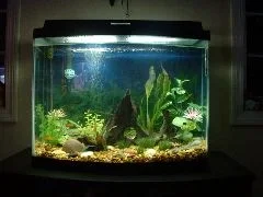 Aquarium.webp