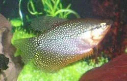 Pat__s_Pics_005__2_.webp