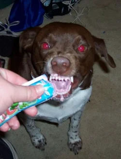 buddy_yogurt.webp