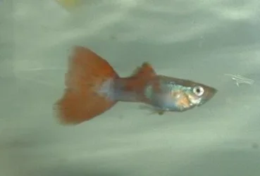 Male_Guppy.webp