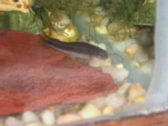 Andrews_tank_062.jpg