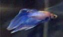 betta.jpg